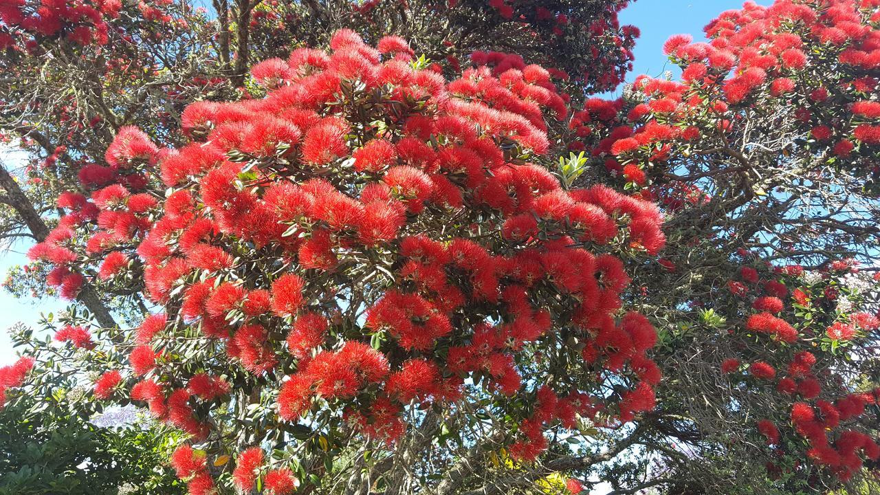 Arthur Street Bed and Breakfast Whitianga Exterior foto